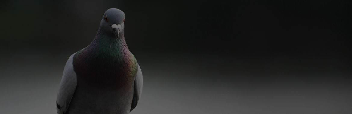 control-aves-en-barcelona.jpg