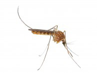 plaga-mosquitos-barcelona.jpg