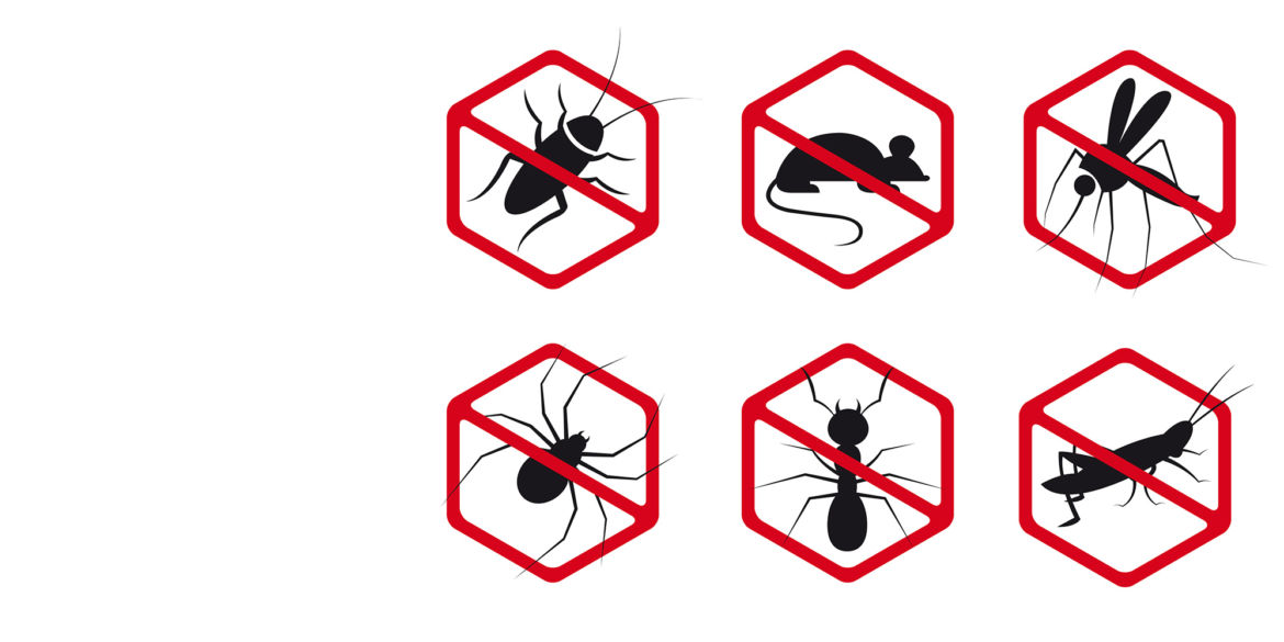 plagas-insectos.jpg