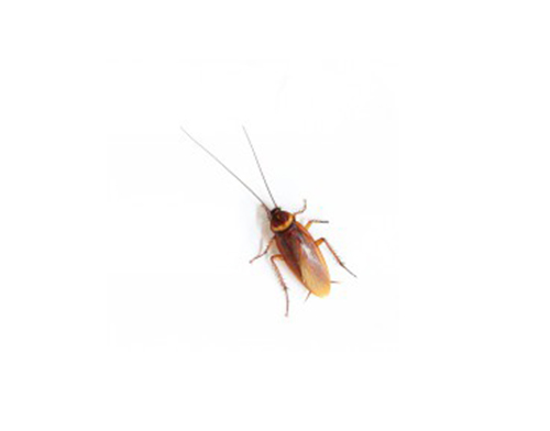 Exterminador de cucharachas