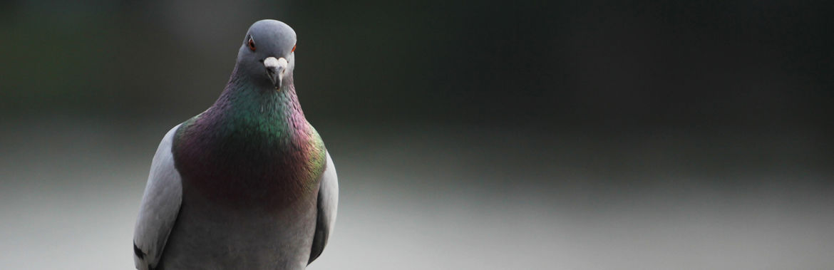 control-aves-barcelona.jpg