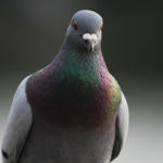 control de aves