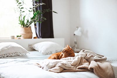 gato-cama-chinches.jpg
