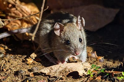 raton-desratizacion.jpg